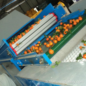 Machine de tri de classement des tomates à vis de fruits avec convoyeur